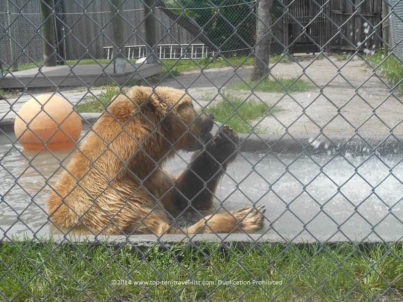 Brown bear bathing at Sarasota's Big Cat Habitat