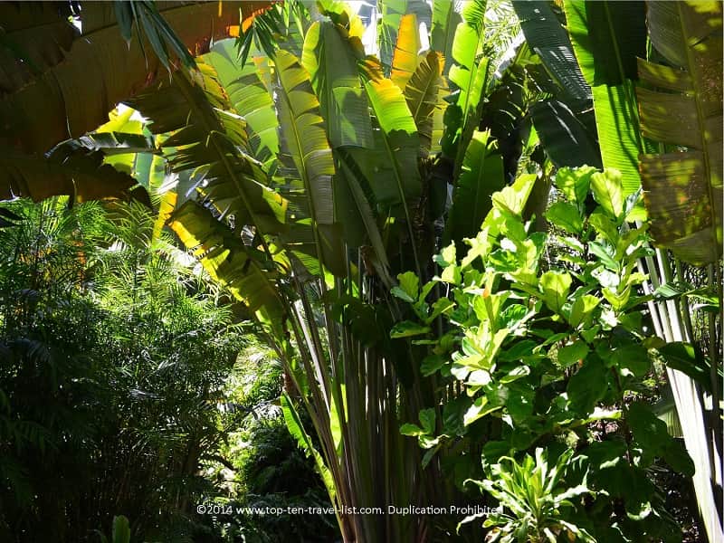 Large old palm at Sunken Gardens in St. Pete