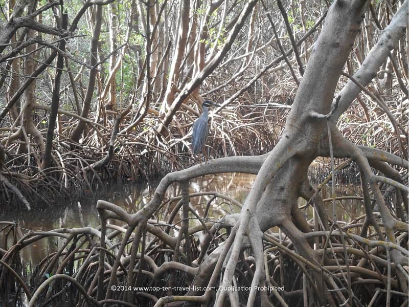 Beautiful bird along the trail at Weedon Island Preserve in St. Petersburg, Florida