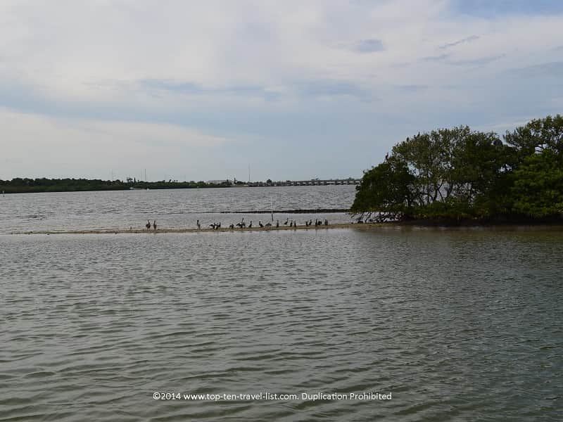 Beautiful birds of Florida's DogLeg Key Bird Sanctuary 