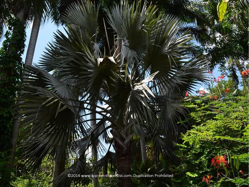 Bismark palm at Sunken Gardens in St. Petersburg, Florida 