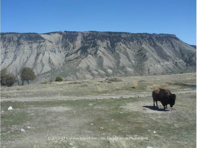 Bison at Yellowstone