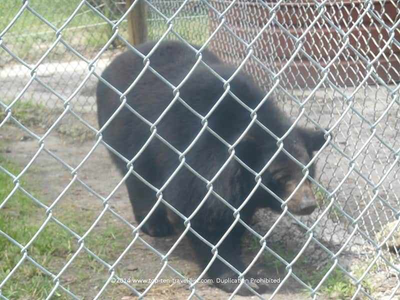 Black Bear at Big Cat Habitat in Saraota, Florida 