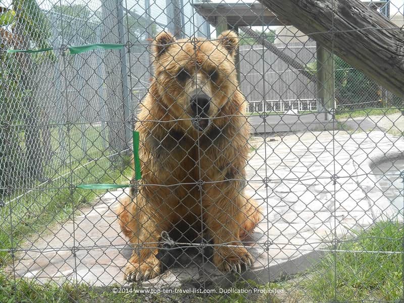 Brown Bear at Big Cat Habitat in Sarasota, Florida 
