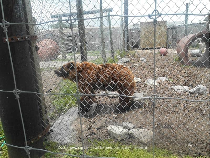 Brown Bear at Big Cat Habitat in Sarasota, Florida 