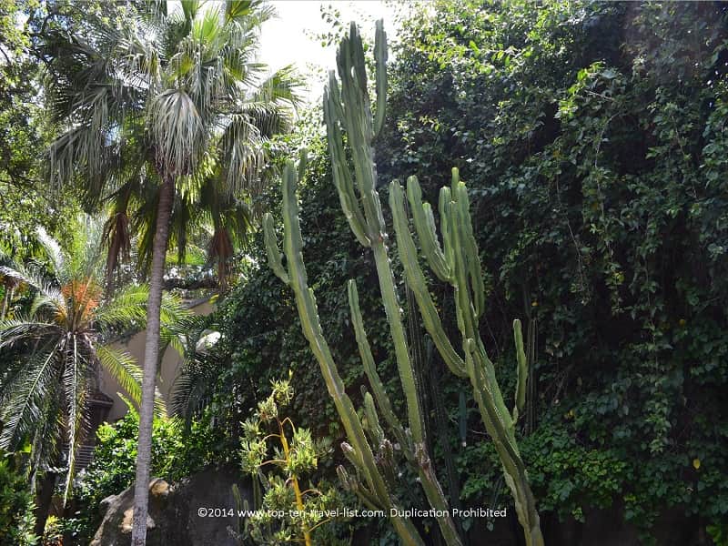 Cactus at Sunken Gardens in St. Pete
