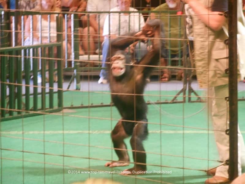 Chimpanzee at Big Cat Habitat - Sarasota, Florida 