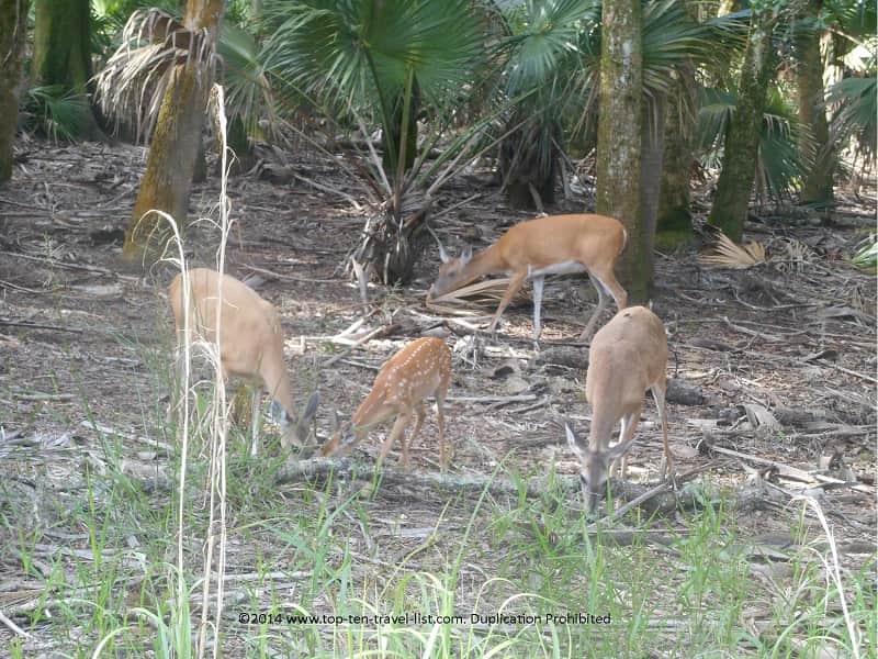 Group of deer on the hiking trail at Weedon Island Preserve in St. Petersburg, Florida