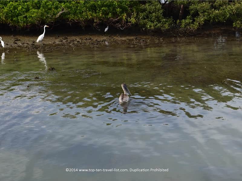 Birdwatching on Dog Key Island in Florida 