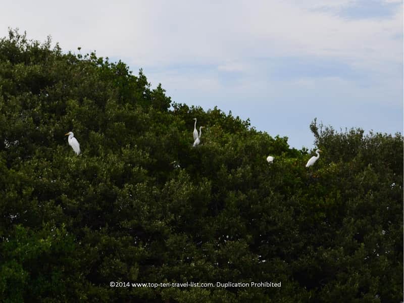 Snowy egrets on Dog Key Island in Florida 