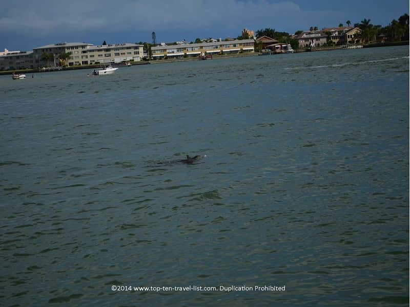 Dolphin swimming in Madeira Beach, Florida 