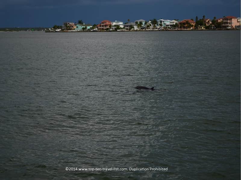 Dolphin view in Madeira Beach