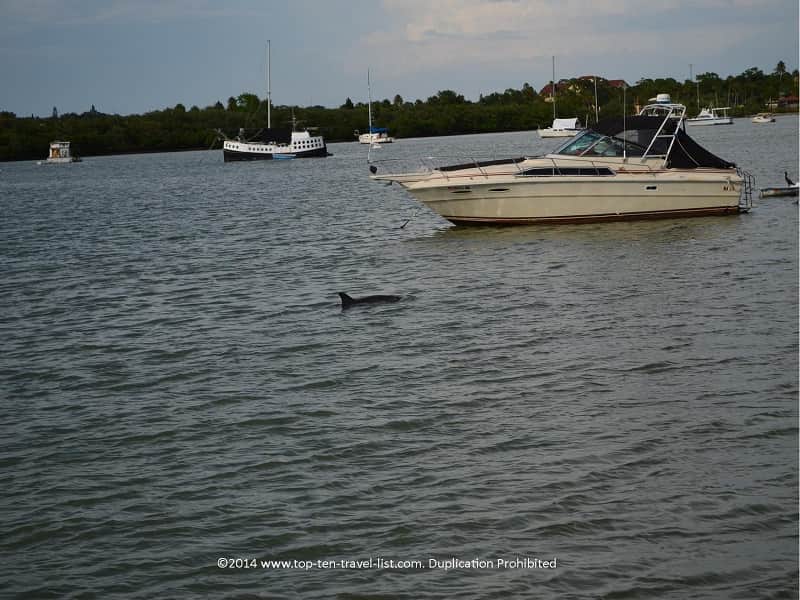 Dolphin fin in Madeira Beach