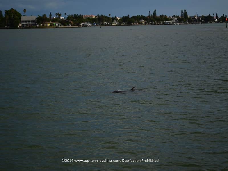 Great dolphin view - Madeira Beach, Florida cruise 
