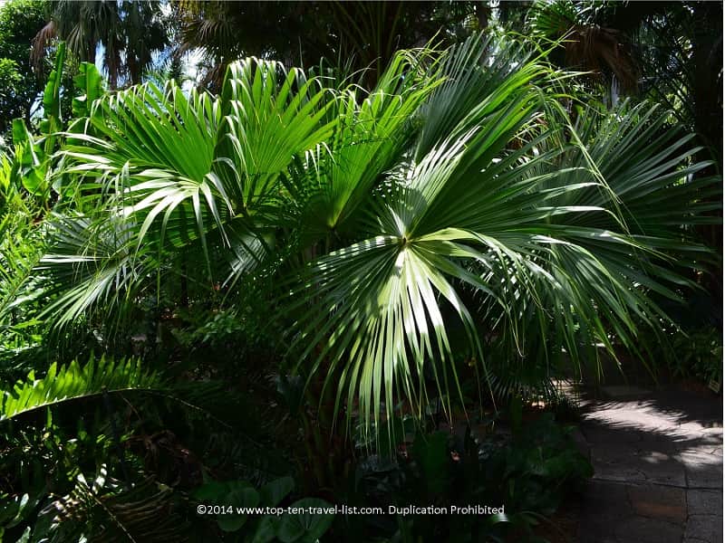 Palms at Sunken Gardens in St. Pete