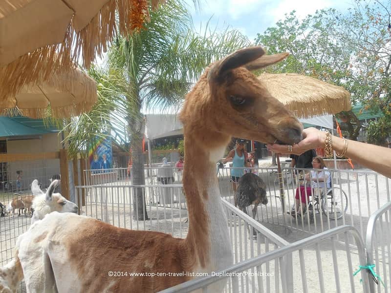 Staff feeding a llama at Big Cat Habitat in Sarasota, Florida 