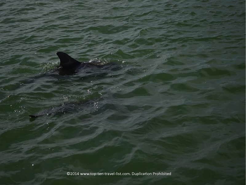 Up close view of a dolphin fin in Madeira Beach