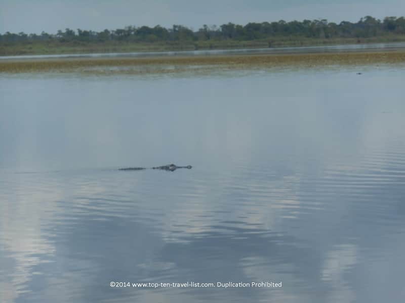 Alligator sighting at Myakka River State Park - Sarasota, Florida 