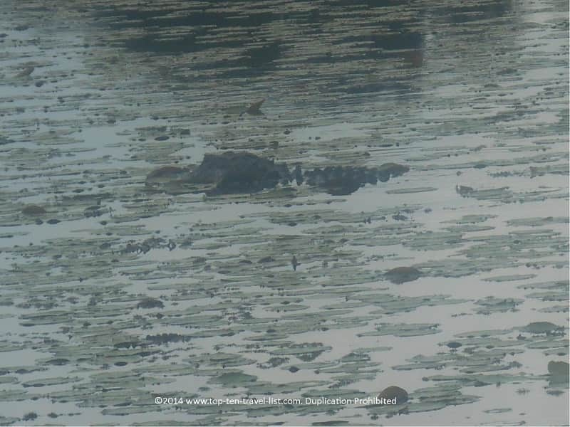 Gator face poking out of the swampy water in Sarasota 