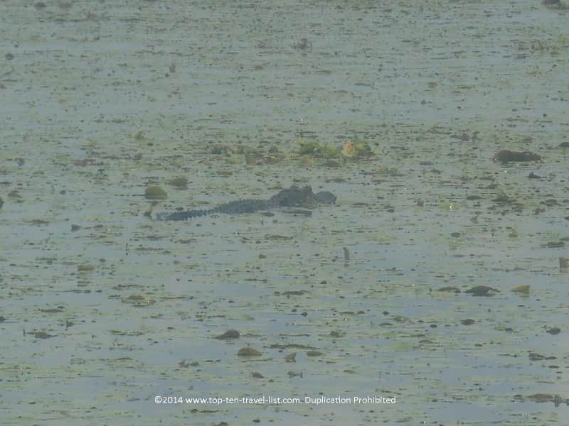 Alligator at Myakka River State Park - Sarasota, Florida 