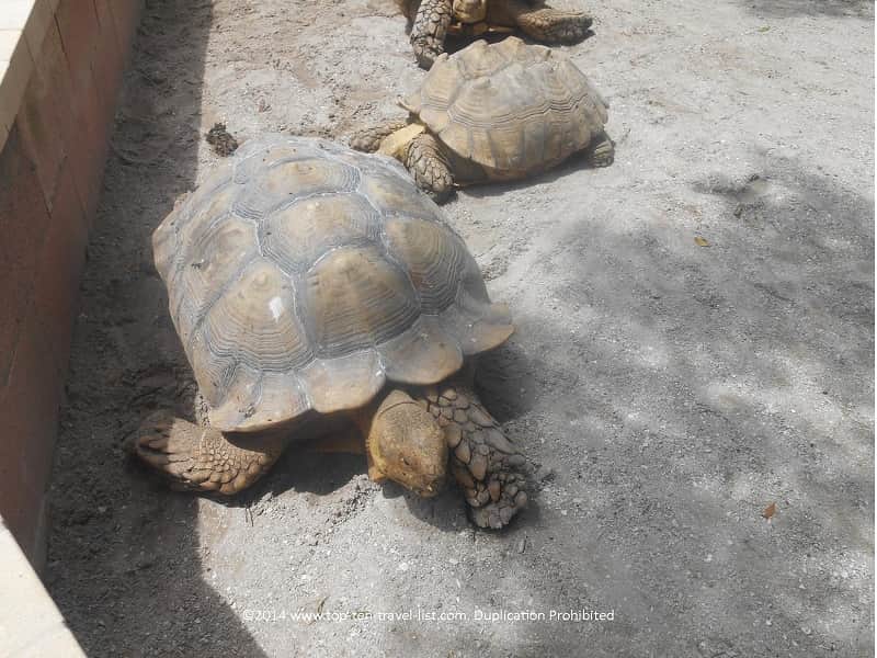 Giant tortoise at Big Cat Habitat in Sarasota, Florida 