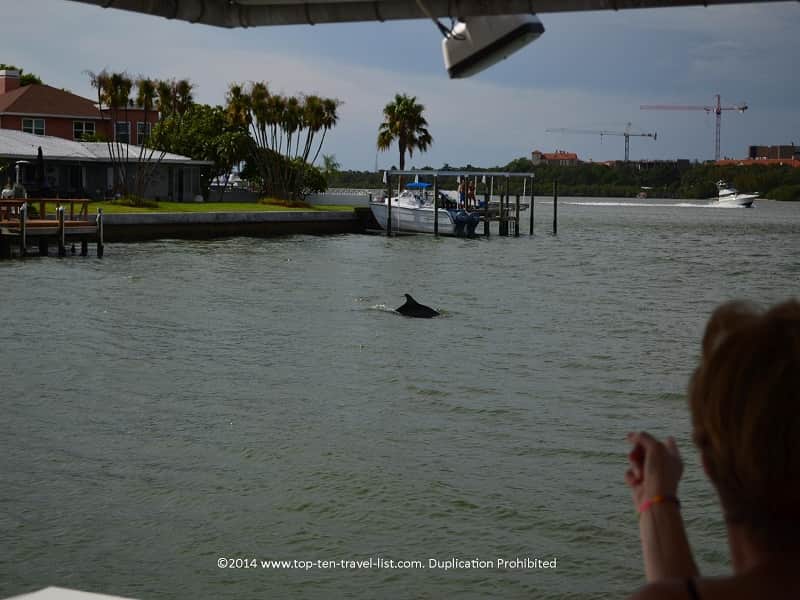 A dolphin spotting on Hubbard's Marina dolphin cruise in Madeira Beach