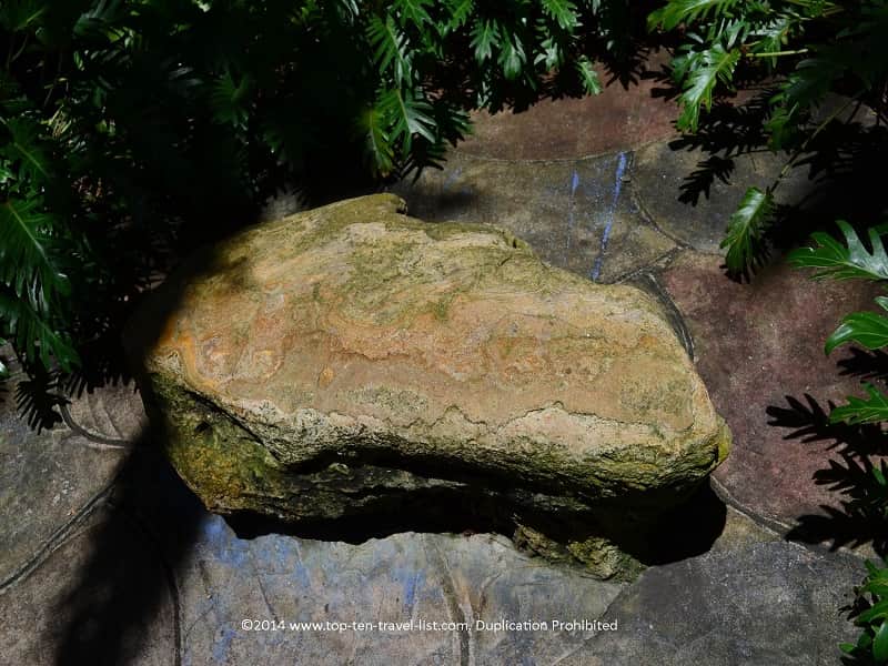 Growing Stone at Sunken Gardens in St. Petersburg, Florida 
