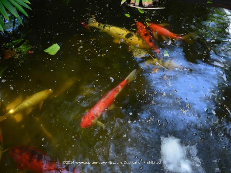 Koi pond at Sunken Gardens in St. Pete