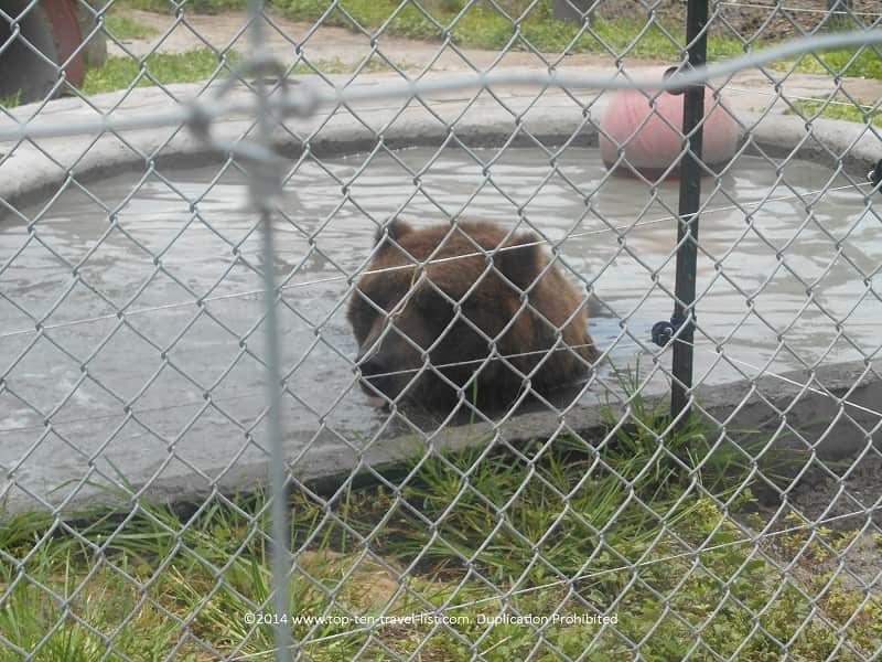 Kodiak Brown Bear at Big Cat Habitat in Sarasota, Florida 