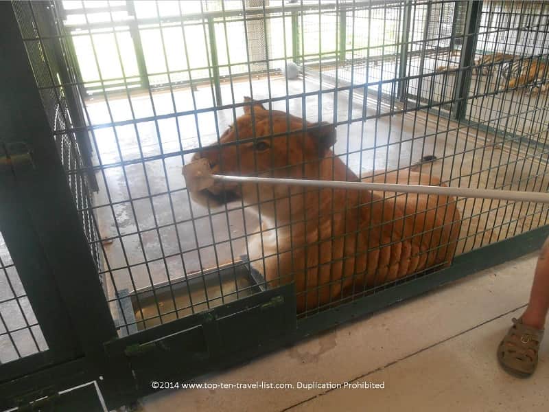 Liger (tiger/lion) mix at Big Cat Habitat in Sarasota, Florida 
