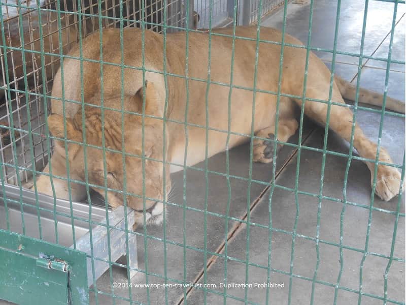 Lion sleeping outside at Big Cat Habitat in Sarasota, Florida 