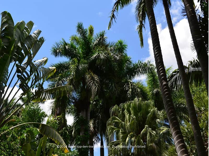 Palm trees at Sunken Gardens in St. Petersburg, Florida 