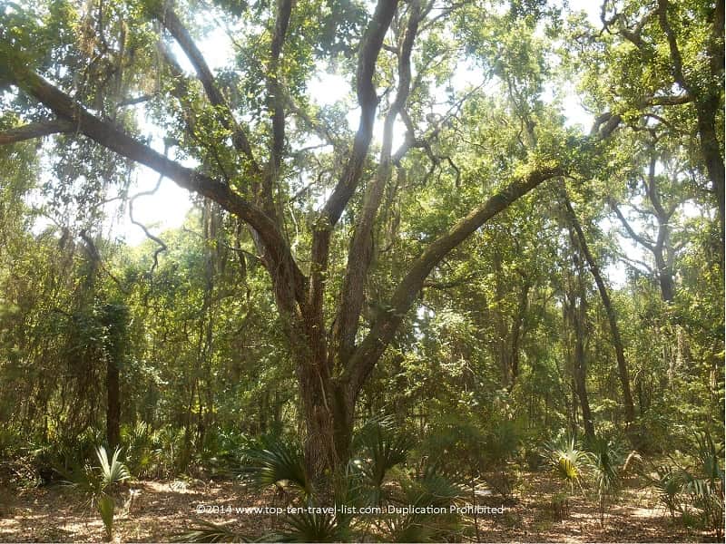 Beautiful Spanish moss trees at Jay B. Starkey Wilderness Park