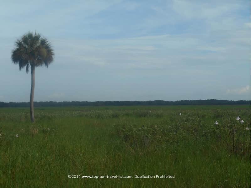 Prarie at Myakka River State Park