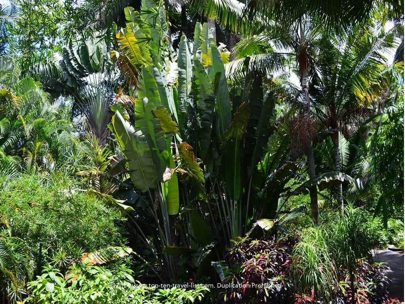 Lush greenery at Sunken Gardens St. Pete