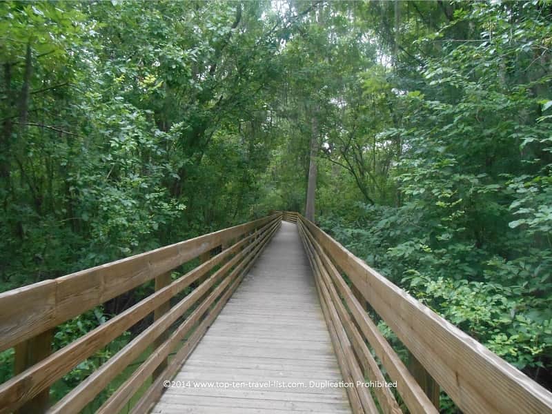 Tree-lined boardwalk at Lettuce Lake park