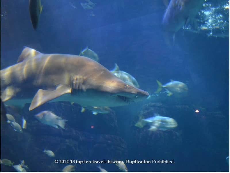 Shark tank at the Virginia Beach Aquarium 