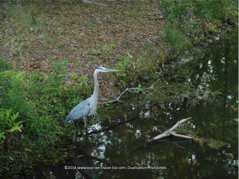Cool bird at John Chestnut Park Palm Harbor