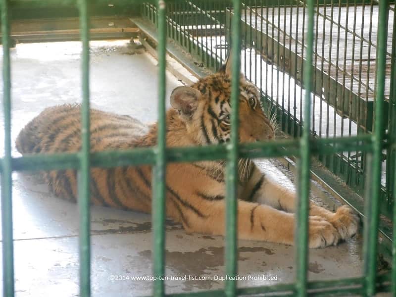 Tiger relaxing outside at Big Cat Habitat in Sarasota, Florida 