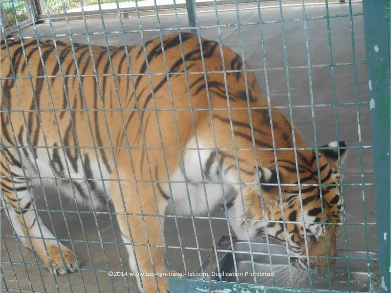 Bengal tiger at Big Cat Habitat in Sarasota, Florida