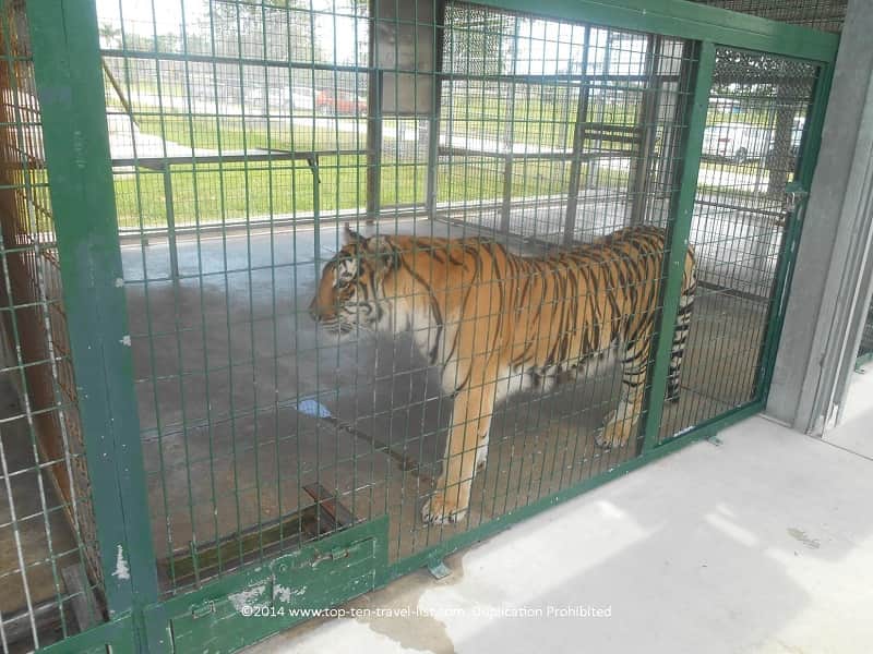 Tiger outside at the Big Cat Habitat in Sarasota, Florida 