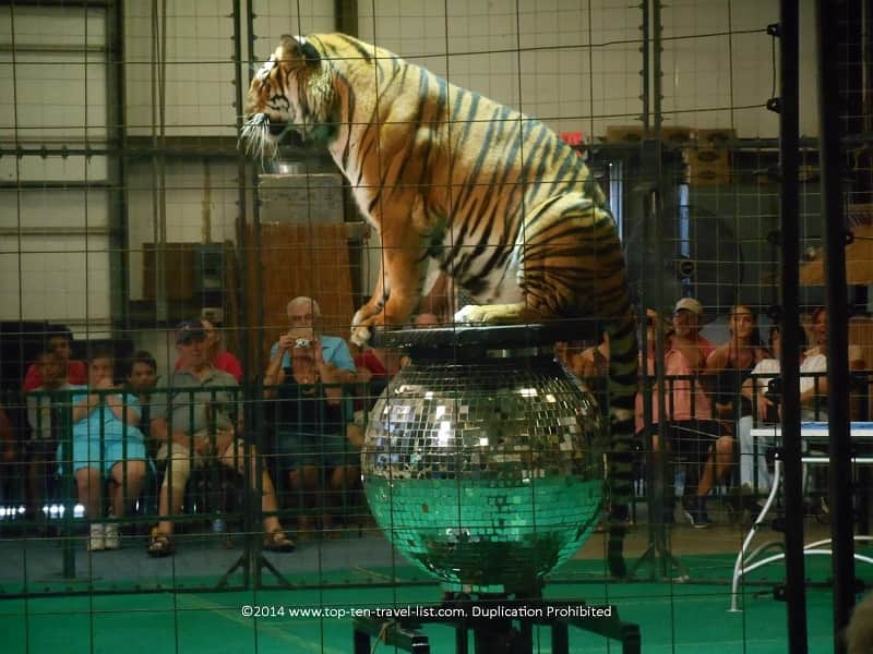 Bengal tiger on mirror ball - Big Cat Habiat in Sarasota, Florida 