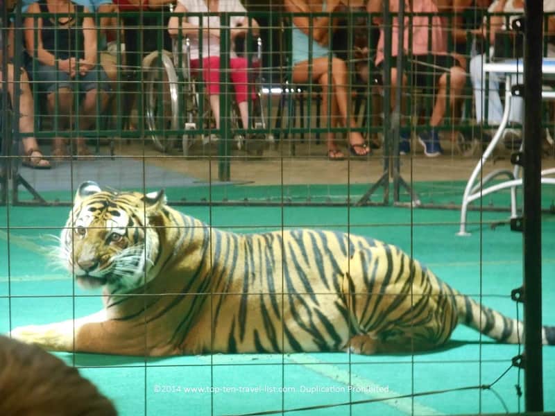 Bengal tiger relaxing after Animal Encounter show at Big Cat Habitat in Sarasota, Florida 
