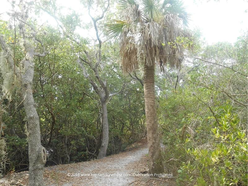 Palms on the Weedon Island trail