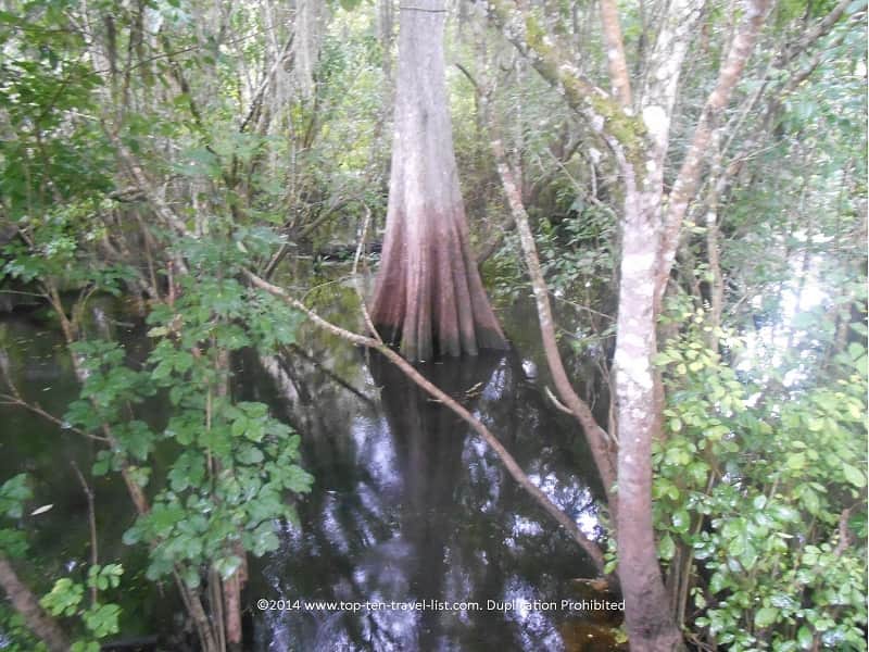 Swamp views at Lettuce Lake Park in Tampa