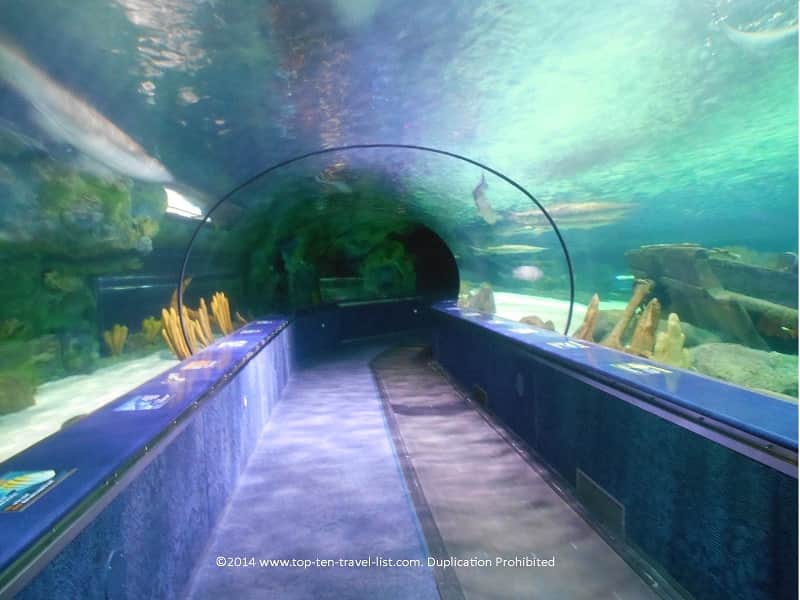 Shark tunnel at Ripley's Aquarium, Myrtle Beach