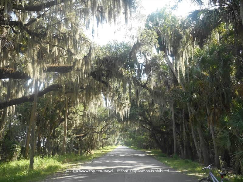 Beautiful moss covered oak trees at Myakka River State Park in Sarasota, Florida 