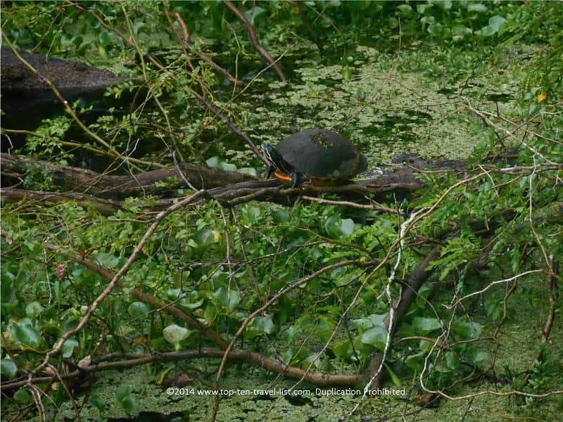 Turtle at Lettuce Lake Park