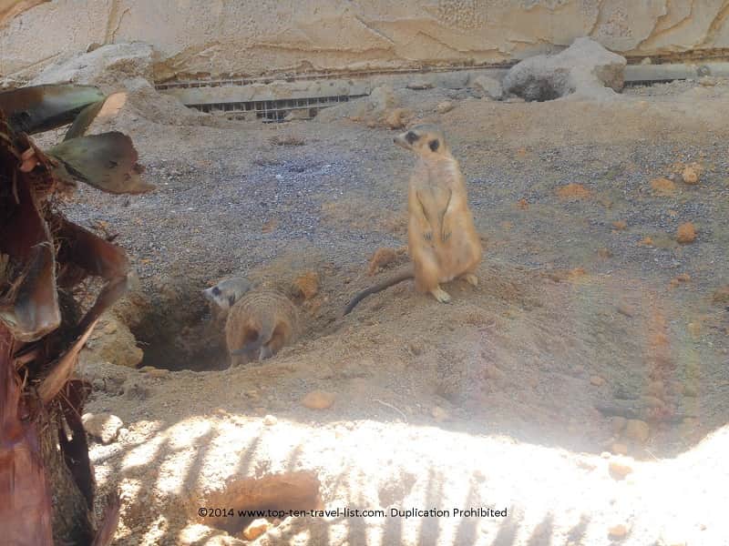 2 meerkats at Zoo Tampa