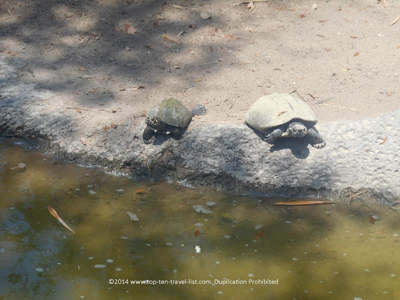 Turtles at Zoo Tampa